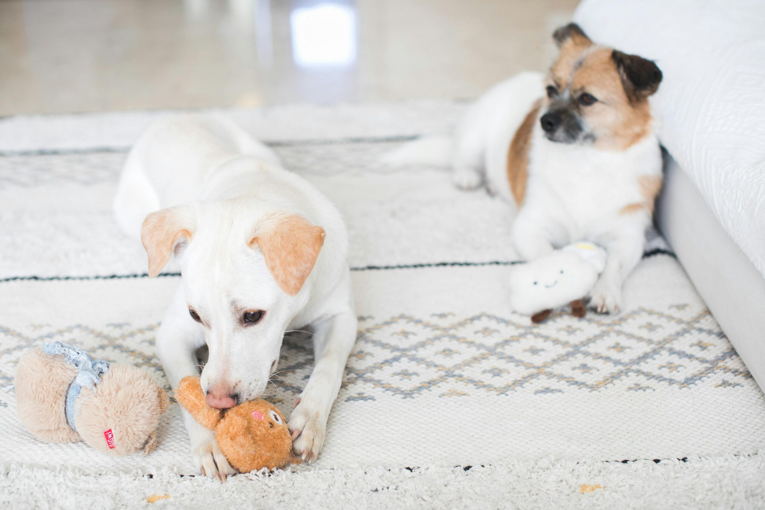 pexels-qiana-zhang-175967787-11110936